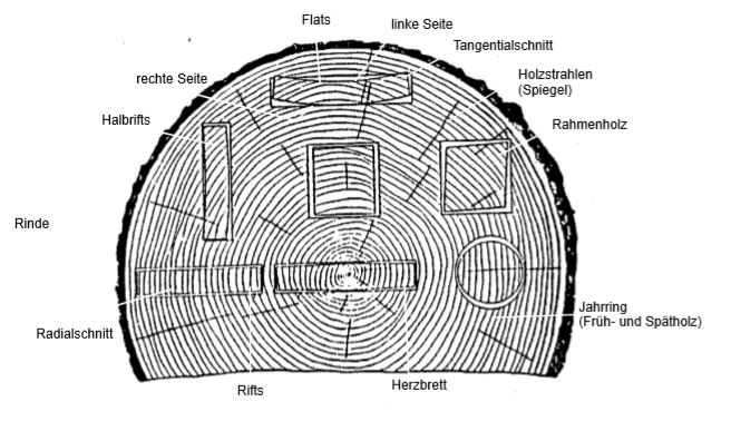 Schwinden Und Quellen Von Holz Arbeitsblatt Holz - Verformung und Einschnittarten